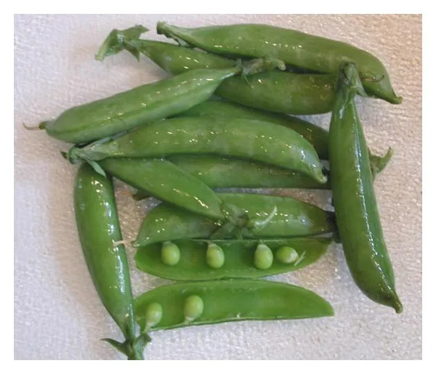 Cooked Drained Edible Pod Peas