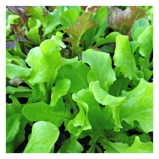 Looseleaf Lettuce