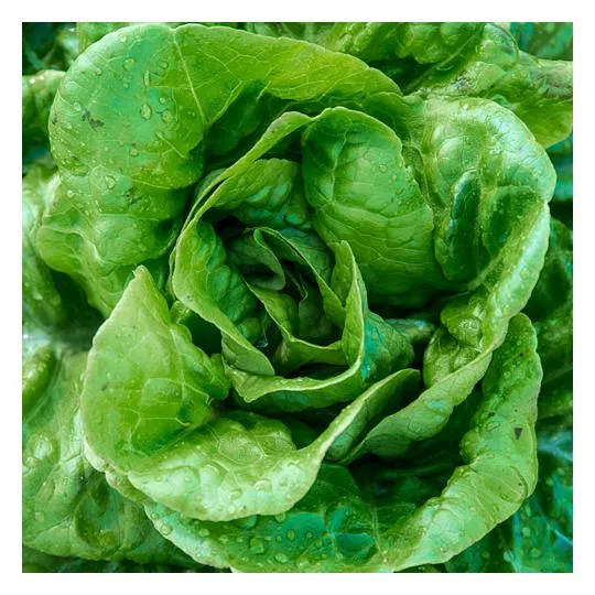 Raw Butterhead Lettuce (Head)