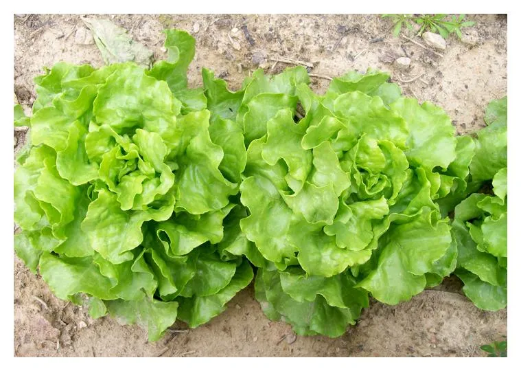 Raw Butterhead Lettuce (Leaves)