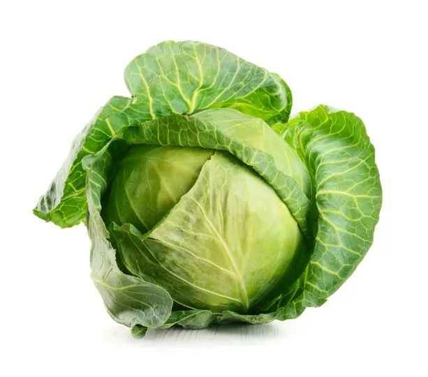 Raw Common Cabbage