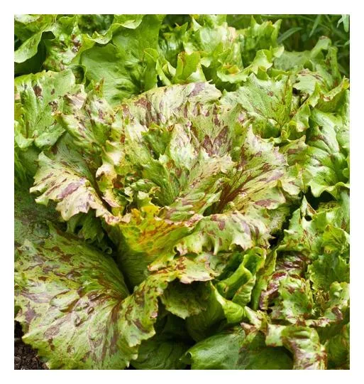 Raw Crisphead Lettuce (Pieces)