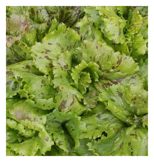 Raw Crisphead Lettuce (Wedge)