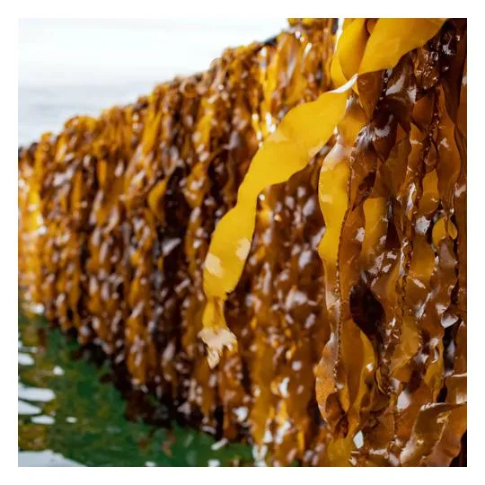 Raw Kelp Seaweed