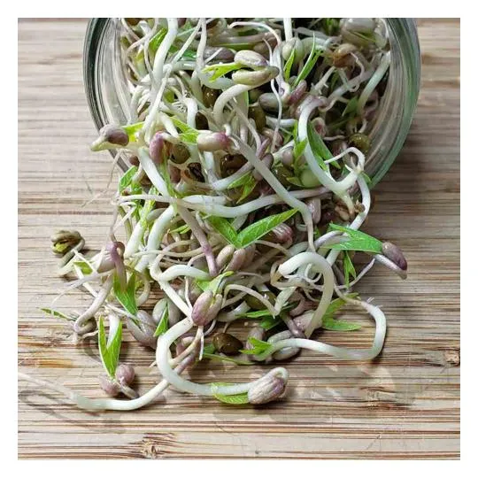 Raw Mung Bean Sprouts