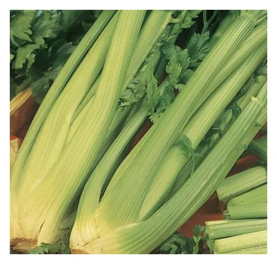 Raw Pascal Celery (Piece)