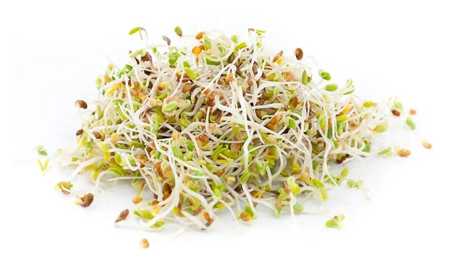 Raw Sprouted Alfalfa Seeds